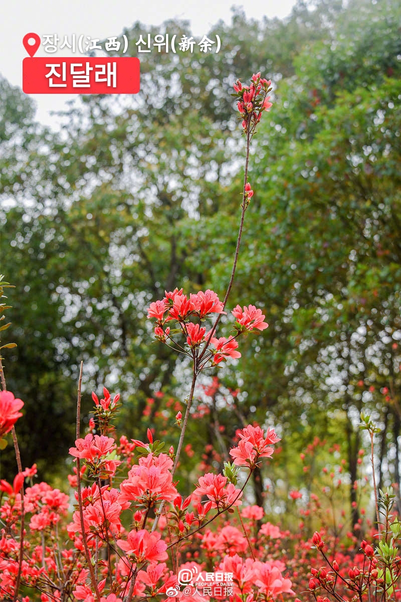 ??(江西) ??(新余)?? ???