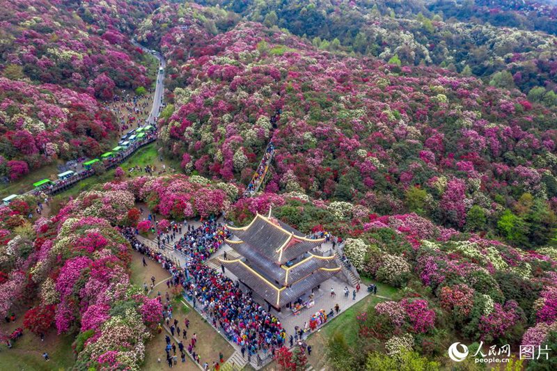 3? 27?, ????(貴州)? ??(畢節)? ????(百里杜鵑) ??(金坡) ???, ????? ??? ????? ??? ???? ??. [?? ??: ???] 