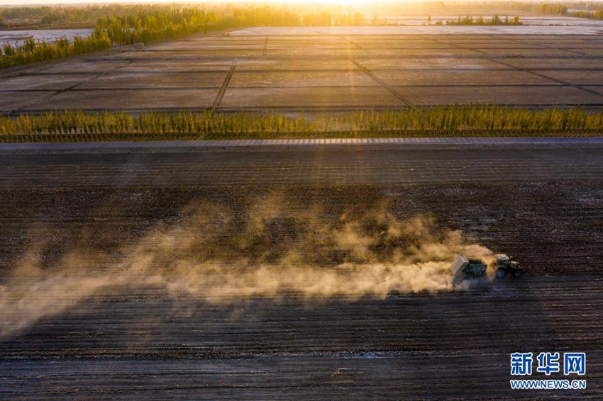 ??(新疆) ???(阿克蘇) ?? ??(沙雅)? ????(古勒巴格)??? ???? ??? ?? ???? ??? ??, ? ?? ??? ????. ???? ???(塔裏木, ??) ?? ???? ??? ?? ????. ?? ?? ???? ??, ??? ??, ???? ?? ? ?? ??? ????.  [2020? 10? 23? ?? ??/?? ??: ???]