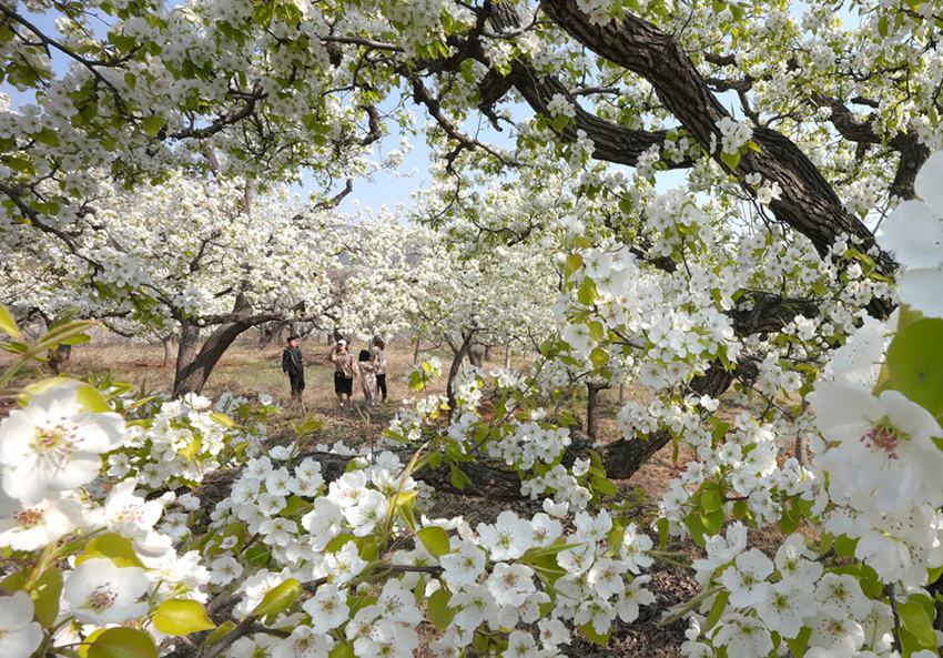 ????? ???? ??(遷西)? ?????(東蓮花院)? ??(西山)?? ??? ??? ?? ???? ??. [4? 11? ??/?? ??: ???]