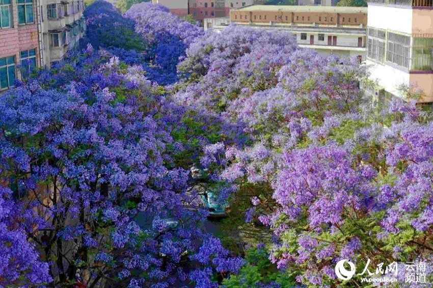 ??(雲南) ??(昆明) ???? ??? ???? [?? ??: ???]