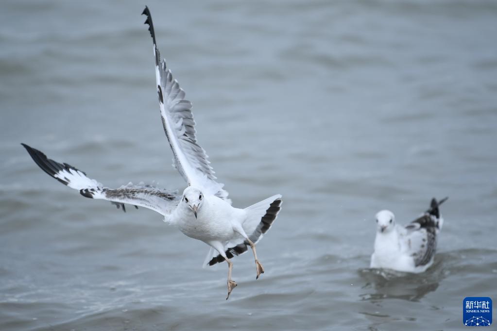 ???? ??? ??? ??? [?? ??: ???]