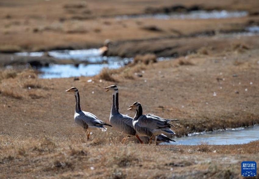 ????(??: Anser indicus)? ???? ?? ???? ???? ??. [11? 16? ??/?? ??: ???] 