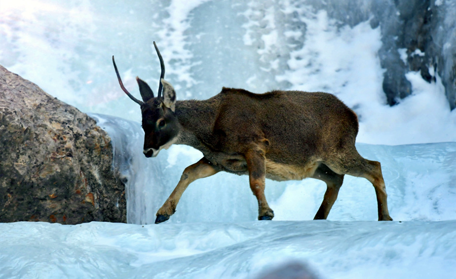 ?????? ???? ????? [?? ??: ???]