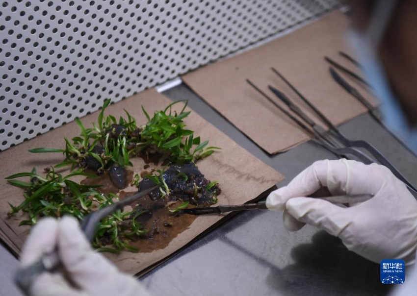 ??? ??????(??: Paphiopedilum spp.)? ?? ?? ???. [7? 4? ??/?? ??: ???]