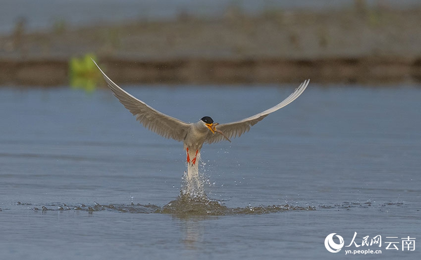 ???? ??? ???? ?? [?? ??: ???]