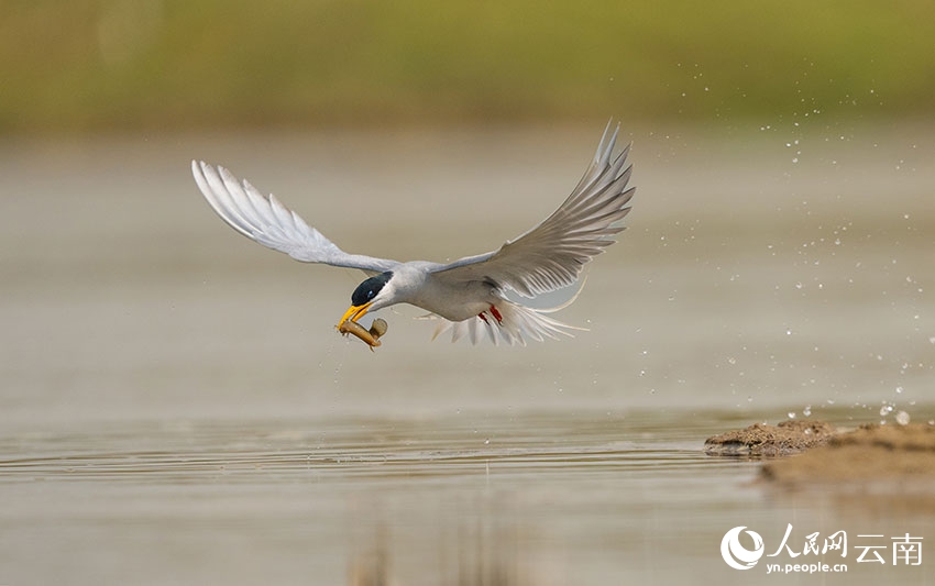 ???? ??? ???? ?? [?? ??: ???]