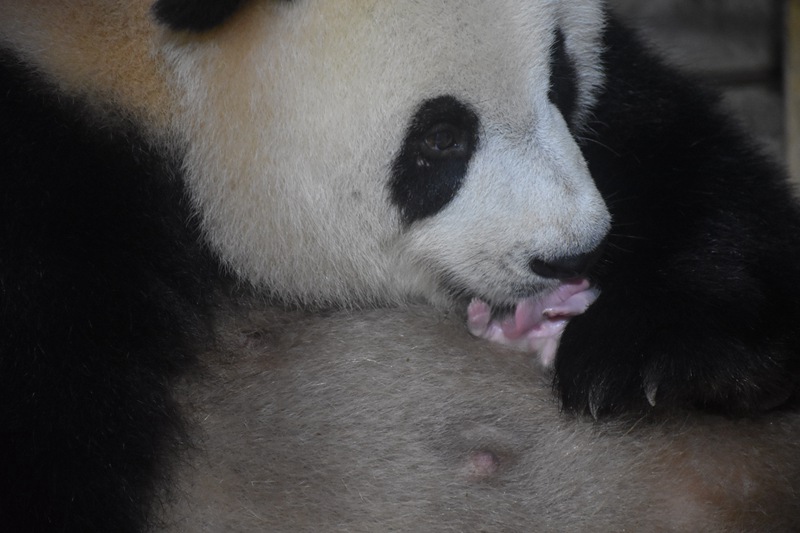 ?????? ‘??(安安)’? ? ??