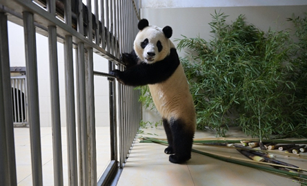 ???, ?? ??...?? ???? ????????????? ?? ??? ???, ??? ???? 4? 3? 19? 14?? ??? ???? ?????? ‘???’(福寶)? ???? ??(四川) ??(成都) ??(雙流)??? ????, ? ??? ??(臥龍) ???(神樹坪)??? ????. ?? ???? ??? ??? ??? ? ???? ??.