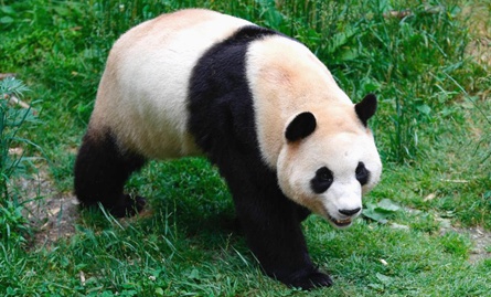 ????? ??, ?????? ‘???’? ?? ????? ??? ?? ?????? ‘???’(福寶)? 4?? ???? ???? ??? ? ?? ?? ?????? ?????? ??(臥龍) ???(神樹坪)???? ???? ??. ??? ?? ??? ???? ‘???’? ???? ? ???? ???? ?? ‘???’? ??? ?????! 