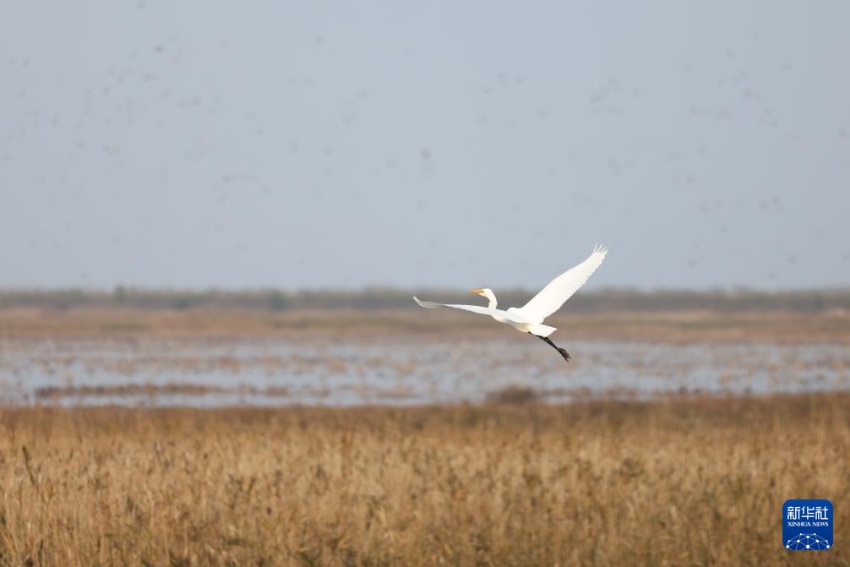 ???? ??????? ?????. [11? 12? ??/?? ??: ???]