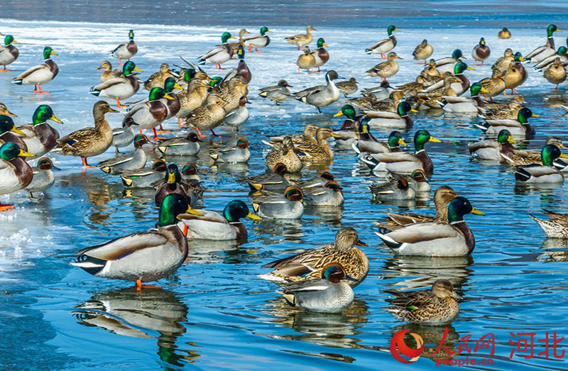 ?? ???? ???, ??? ?? ??? ?? ??