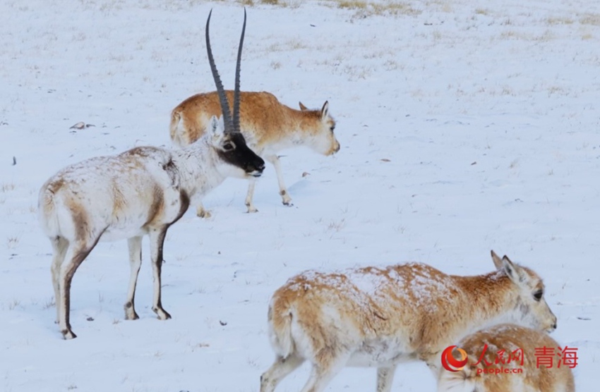 [??] ??? ????, ??? ?? ???