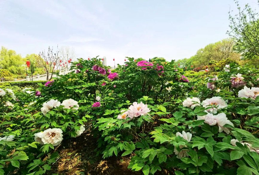 ?????(隋唐城遺址) ???