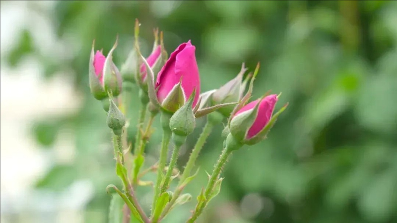 ?? ?? ?? [?? ??: ??(和田) ?? ???????]