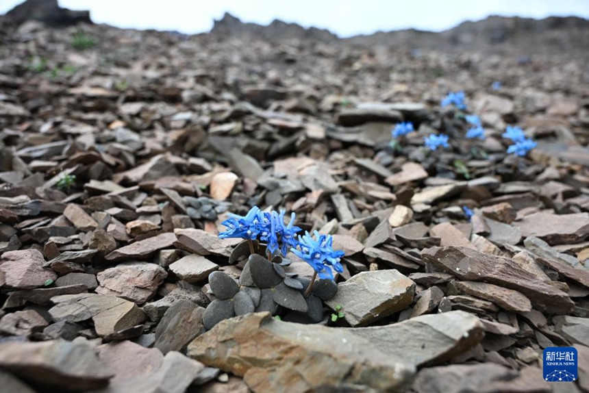 7? 25? ??????? ??(德欽)?? ? ????? ??? ????(??: Corydalis DC.) ?? [?? ??: ???]