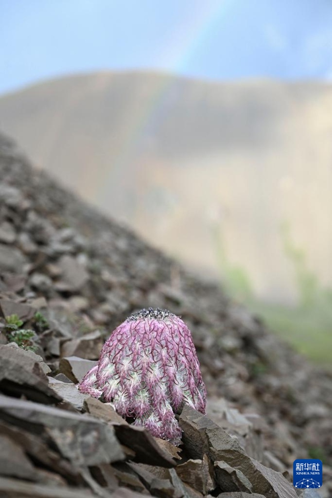 7? 25? ???? ? ????? ??? ?????(水母雪兔子, ??: Saussurea medusa Maxim.) [?? ??: ???]