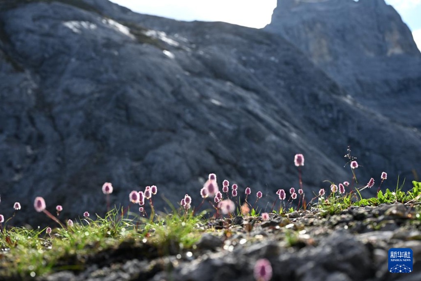 7? 24? ????? ????(巴拉格宗) ???? ? ???? ??? ????(??: Polygonum L.) ?? [?? ??: ???]