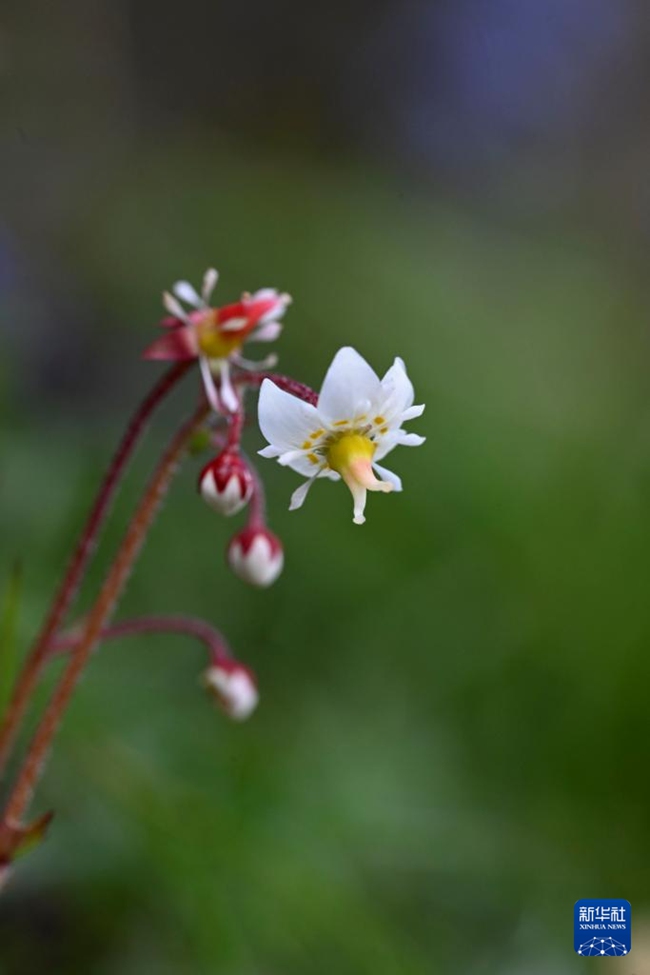 7? 24? ???? ???? ? ???? ??? ???(??: Corydalis DC.) [?? ??: ???]