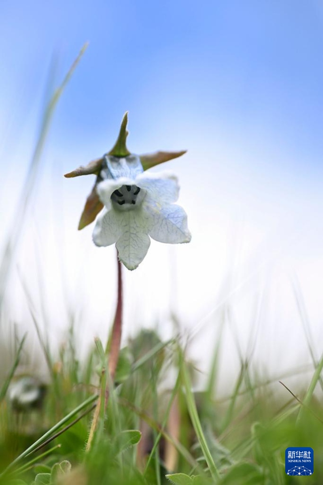 7? 23? ???? ??? ????? ??? ??[黨參, ??: Codonopsis pilosula (Franch.) Nannf.] [?? ??: ???]