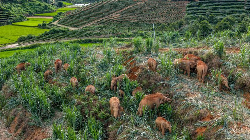 ‘??(然然) ??’ ?? ??? ??? ?? ???? ??(景洪)? ???(大渡崗)??? ??? ?? ??. [8? 9? ?? ??/?? ??: ???]