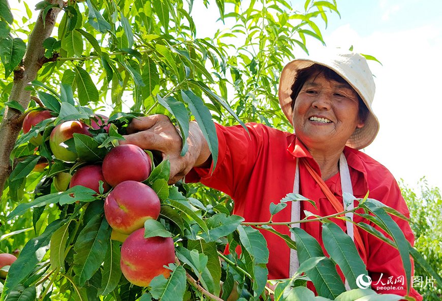 ??(河南)? ???(靈寶)? ??(故縣)? ????(馮家塬)? ??? ??(油桃)? ?? ??.