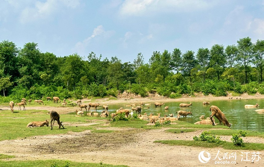 ??(大豐) ??(中華) ???(??: Elaphurus davidianus)? ? ?? ?? ???? ??? ?? ??? [?? ??: ???]