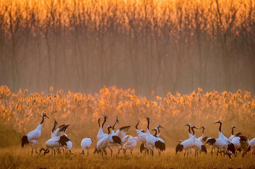 ?? ?? ?? ???(??: Grus japonensis) [?? ??: ???]