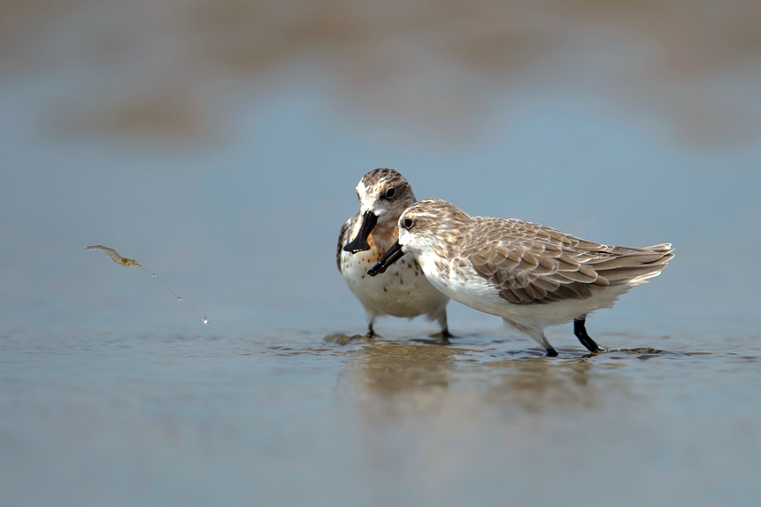 ??? ??????(??: Eurynorhynchus pygmeus)? ?? ?? ???. [?? ??: ???]