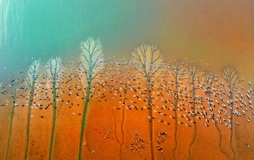 ?? ???? ??? ‘???’(潮汐樹: ??? ??? ???? ??? ?? ???? ????? ?? ??) [?? ??: ????(楊國美)]