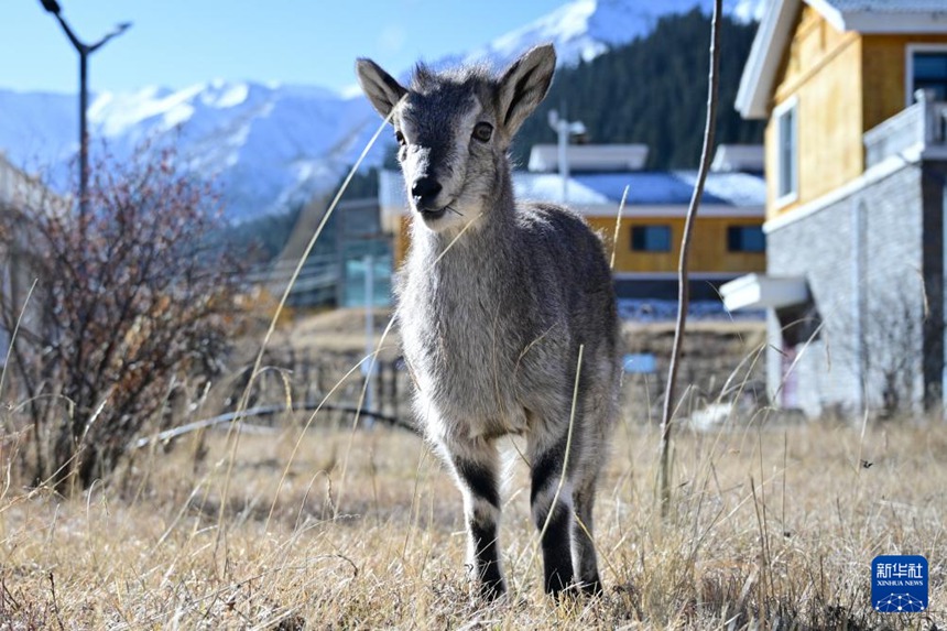 ??? ?? ???(??: Pseudois nayaur) [11? 10? ??/?? ??: ???]